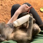 Un altro momento del pasto di una scimmietta